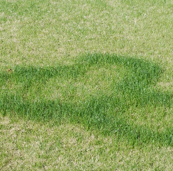Turfgrass Diseasespng